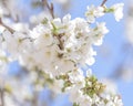 bee in flight on cherry blossom. The problem of the disappearance of bees. Royalty Free Stock Photo