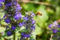 The bee in flight collecting pollen from a blue flower Royalty Free Stock Photo