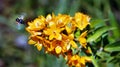 A bee in flight in front of a yellow flower collecting pollen for honey Royalty Free Stock Photo