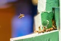 A bee in flight returns to the hive. Close-up