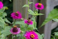 A bee in flight after taking off from a pink Zinnia Royalty Free Stock Photo