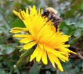 The honey bee on flower