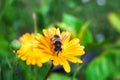 Bee on flower