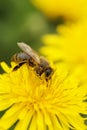 Bee on a flower