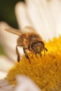 Bee in a flower Royalty Free Stock Photo