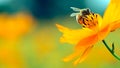 Honey bee and beautiful yellow flower, spring summer season, Wild nature landscape, banner