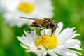 Bee in the flower