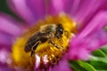 Bee on a flower