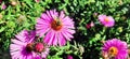 Bee collecting honey in a beautifull garden