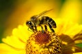 Bee on flower