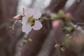 Bee in flower Almond blossom close up background early spring blooming