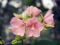 Bee in flower bee amazing,honey bee pollinated of pink flower Royalty Free Stock Photo