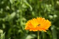 Bee in flower amazing,honeybee pollinated of yellow