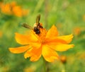 Bee