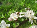 Bee on a flower apple Royalty Free Stock Photo