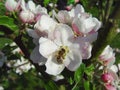 Bee on a flower apple Royalty Free Stock Photo