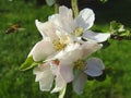 Bee on a flower apple Royalty Free Stock Photo