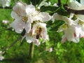 Bee on a flower apple Royalty Free Stock Photo