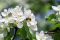 Bee on flower apple tree collects nectar on sunny day Royalty Free Stock Photo