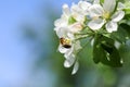 Bee on flower apple tree collects nectar on sunny day, with copy space Royalty Free Stock Photo