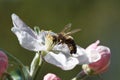 Bee on a flower apple tree in spring garden