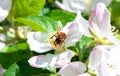 Bee on a flower apple trees.