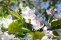 Bee on a flower apple trees