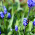 Bee on flower of Armenian grape hyacinth Royalty Free Stock Photo