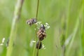 The bee Apis mellifera works on the flower Horseradish Armoracia rusticana. Royalty Free Stock Photo