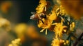 Bee and flower. Banner. Close up of a large striped bee collecting pollen on a yellow flower