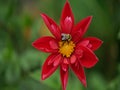 bee on flower .Beautiful Flowers