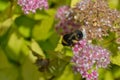 Bee on the flower. Beautiful nature background.