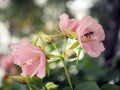 Bee in flower bee amazing,honey bee pollinated of pink flower Royalty Free Stock Photo