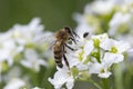 The bee Apis mellifera works on the flower Horseradish Armoracia rusticana. Royalty Free Stock Photo