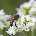 The bee Apis mellifera works on the flower Horseradish Armoracia rusticana. Royalty Free Stock Photo