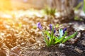 Bee on flower blue snowdrops with sun rays