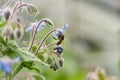 Bee on a flower of borago officinalis, also as a starflower, an annual herb in the flowering plant family Boraginaceae Royalty Free Stock Photo