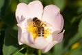 Bee in flower of brier Royalty Free Stock Photo