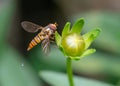 Marmalade hoverfly on flower bud