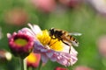 Bee in Flower