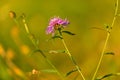 The bee on flower of Centaurea triumfettii Royalty Free Stock Photo