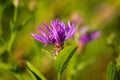 The bee on flower of Centaurea triumfettii Royalty Free Stock Photo