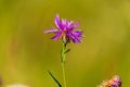 The bee on flower of Centaurea triumfettii Royalty Free Stock Photo