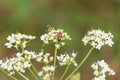 Chamomile flowers with blur background. Bee on a flower Royalty Free Stock Photo