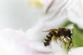 Bee on a flower of cherry tree Royalty Free Stock Photo