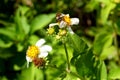 Bee on a flower in close up