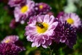 Bee on a flower close-up