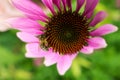 Bee on a Flower