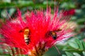 Bee and flower. Close up of a large striped bee collecting honey on a Red flower Royalty Free Stock Photo