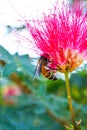 Bee and flower. Close up of a large striped bee collecting honey on a Red flower Royalty Free Stock Photo